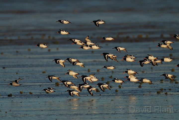 Oystercatcher - I.jpg - Oystercatcher group flying over mud flats - Norfolk